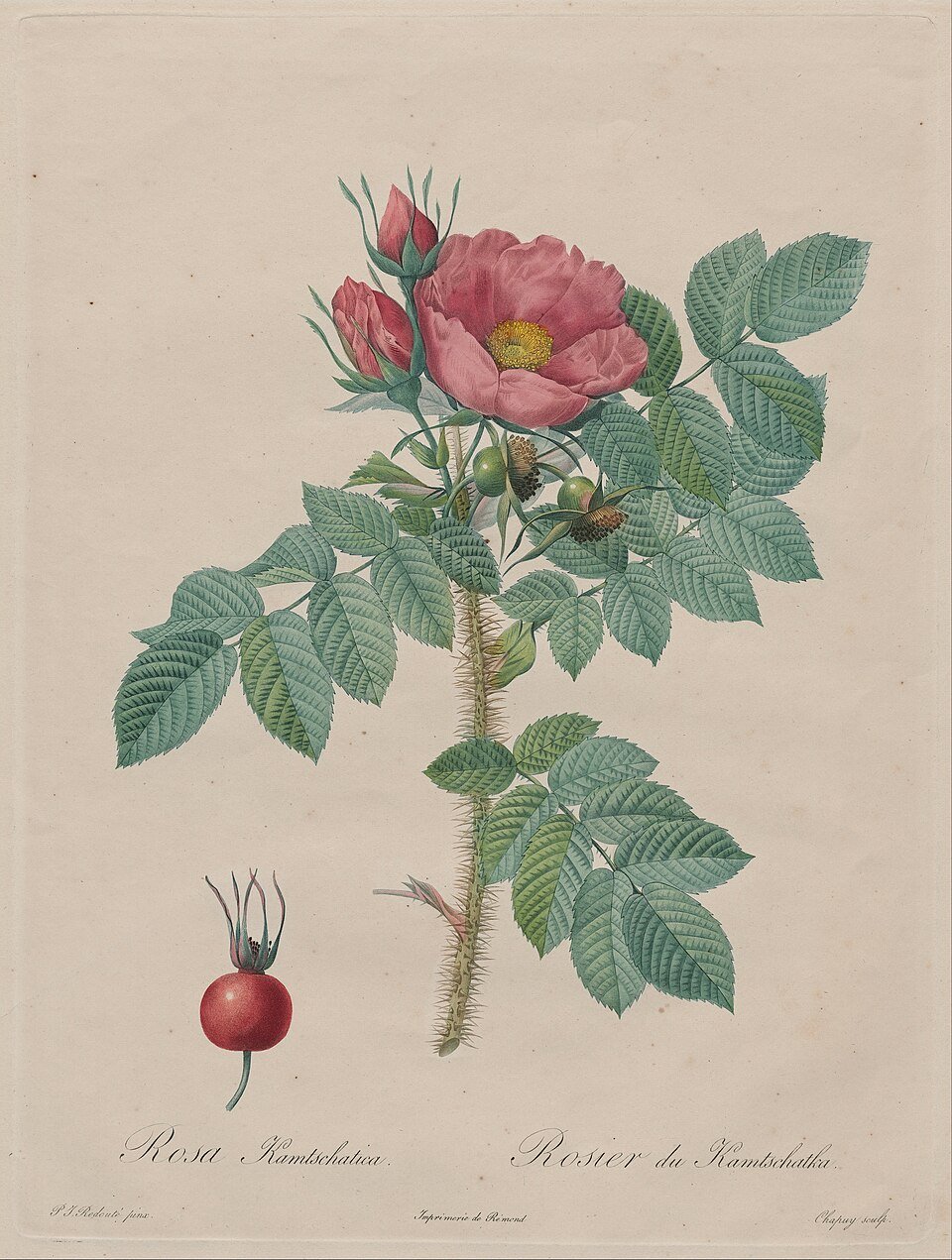 Kamtschatka Rose, a historical botanical illustration after Pierre-Joseph Redouté